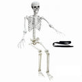 5.4Ft Poseable Life Size Human Skeleton with Rope X7091