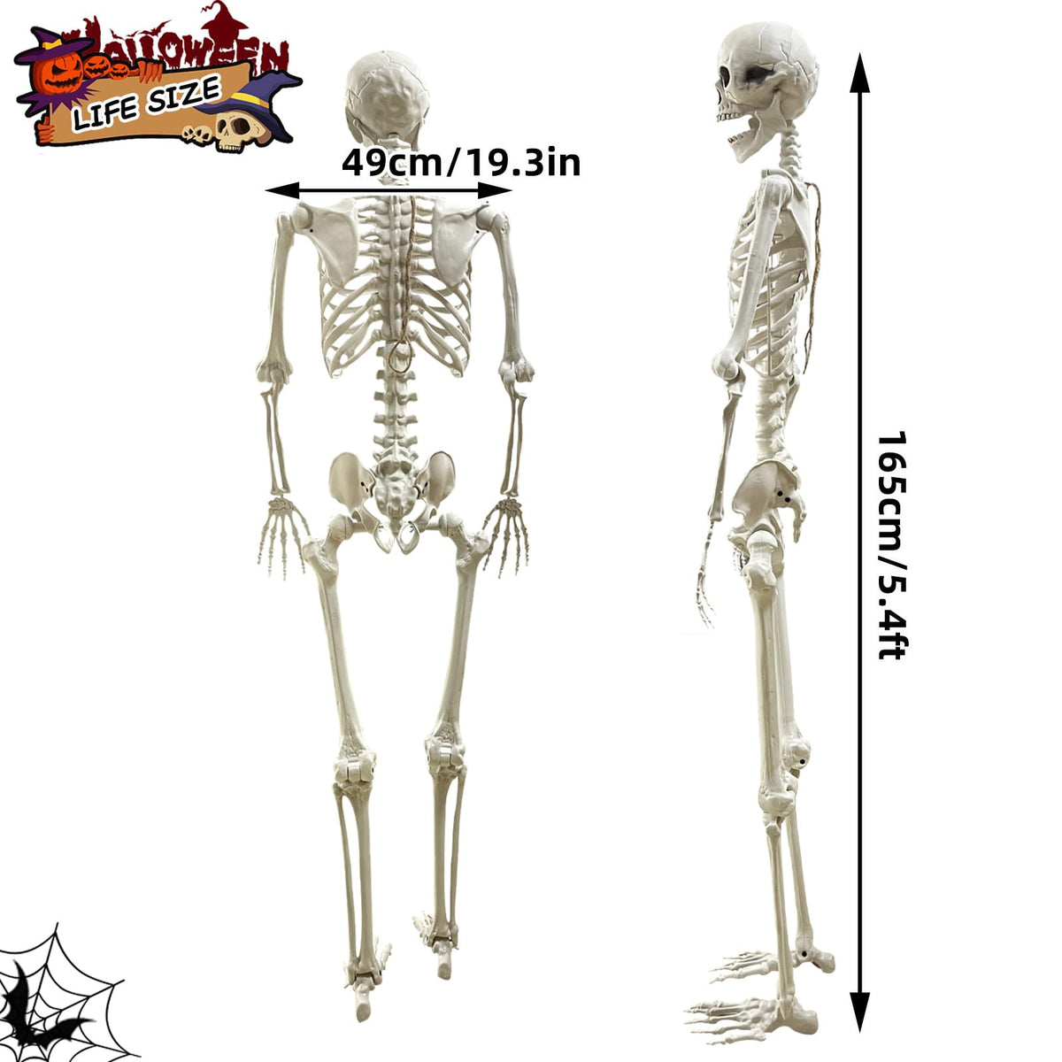 5.4Ft Poseable Life Size Human Skeleton with Rope X7091