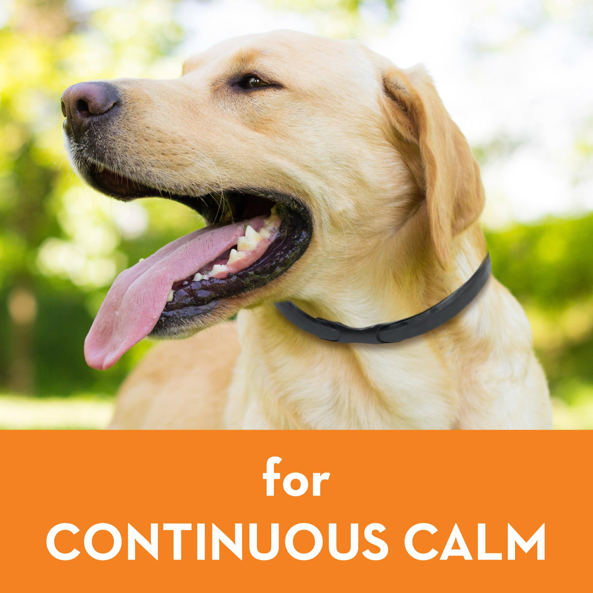 Calming Collar for Dogs (Large) G84465